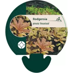 Rodgersia pinnata BRAUNLAUB