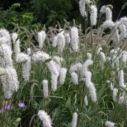 Kraujalakė - Sanguisorba WHITE BRUSHES