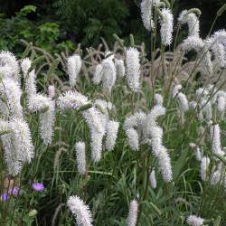 Sanguisorba WHITE BRUSHES