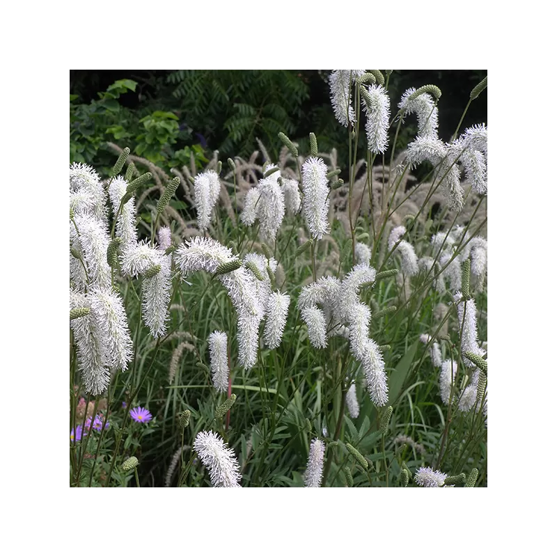 Kraujalakė - Sanguisorba WHITE BRUSHES