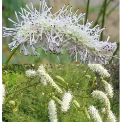 Kraujalakė - Sanguisorba WHITE BRUSHES