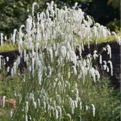 Kraujalakė - Sanguisorba WHITE BRUSHES