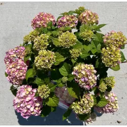 Hydrangea macrophylla ENDLESS SUMMER® PINK BLOOMSTAR