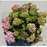 Hydrangea macrophylla ENDLESS SUMMER® PINK BLOOMSTAR