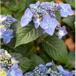 Darželinė hortenzija - Hydrangea macrophylla ENDLESS SUMMER® POP STAR ® BLUE