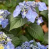 Darželinė hortenzija - Hydrangea macrophylla ENDLESS SUMMER® POP STAR ® BLUE
