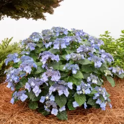 Darželinė hortenzija - Hydrangea macrophylla ENDLESS SUMMER® POP STAR ® BLUE