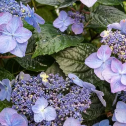 Darželinė hortenzija - Hydrangea macrophylla ENDLESS SUMMER® POP STAR ® BLUE