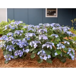 Darželinė hortenzija - Hydrangea macrophylla ENDLESS SUMMER® POP STAR ® BLUE