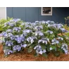 Darželinė hortenzija - Hydrangea macrophylla ENDLESS SUMMER® POP STAR ® BLUE