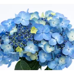 Darželinė hortenzija - Hydrangea macrophylla ENDLESS SUMMER® POP STAR ® BLUE