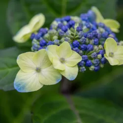 Darželinė hortenzija - Hydrangea macrophylla ENDLESS SUMMER® POP STAR ® BLUE