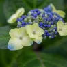 Darželinė hortenzija - Hydrangea macrophylla ENDLESS SUMMER® POP STAR ® BLUE