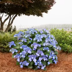 Darželinė hortenzija - Hydrangea macrophylla ENDLESS SUMMER® POP STAR ® BLUE