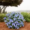 Darželinė hortenzija - Hydrangea macrophylla ENDLESS SUMMER® POP STAR ® BLUE