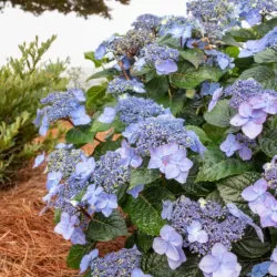 Darželinė hortenzija - Hydrangea macrophylla ENDLESS SUMMER® POP STAR ® BLUE
