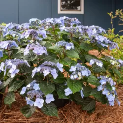 Darželinė hortenzija - Hydrangea macrophylla ENDLESS SUMMER® POP STAR ® BLUE