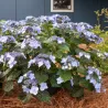Darželinė hortenzija - Hydrangea macrophylla ENDLESS SUMMER® POP STAR ® BLUE