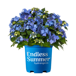 Darželinė hortenzija - Hydrangea macrophylla ENDLESS SUMMER® POP STAR ® BLUE