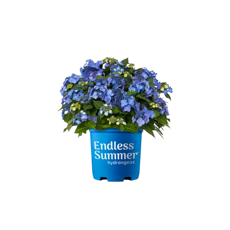 Darželinė hortenzija - Hydrangea macrophylla ENDLESS SUMMER® POP STAR ® BLUE