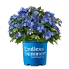 Darželinė hortenzija - Hydrangea macrophylla ENDLESS SUMMER® POP STAR ® BLUE