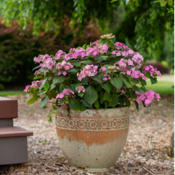 Darželinė hortenzija - Hydrangea macrophylla ENDLESS SUMMER® POP STAR ® PINK