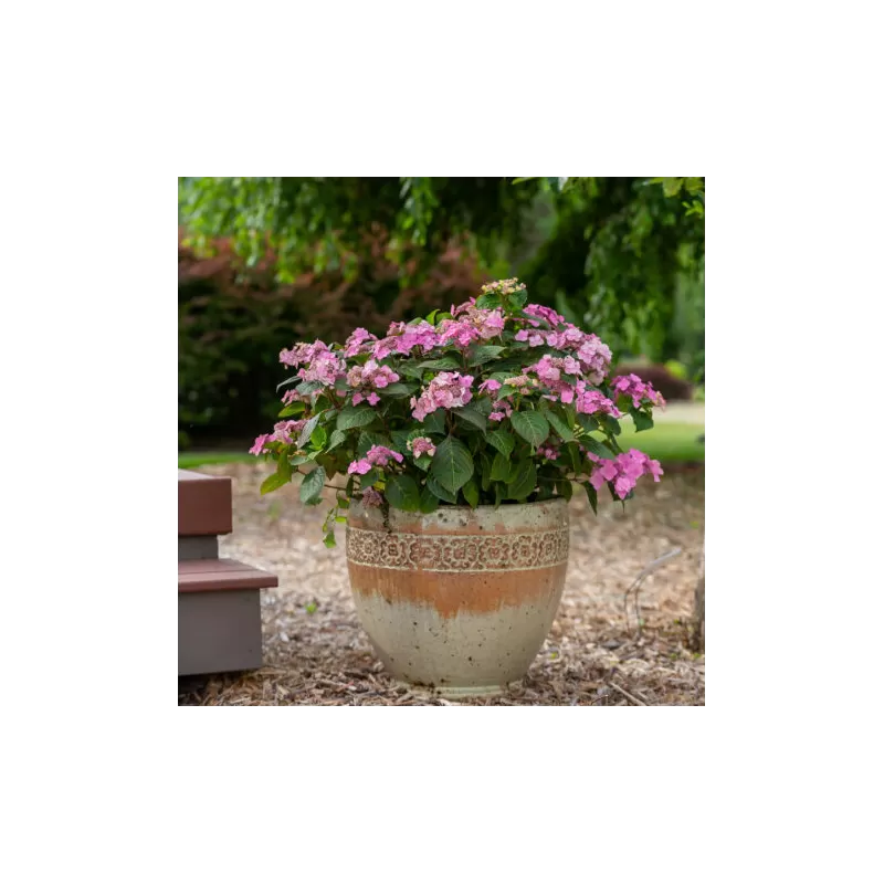 Hydrangea macrophylla ENDLESS SUMMER® POP STAR ® PINK
