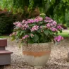 Hydrangea macrophylla ENDLESS SUMMER® POP STAR ® PINK
