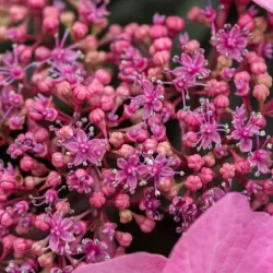 Hydrangea macrophylla ENDLESS SUMMER® POP STAR ® PINK