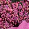 Hydrangea macrophylla ENDLESS SUMMER® POP STAR ® PINK