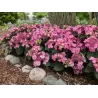 Hydrangea macrophylla ENDLESS SUMMER® POP STAR ® PINK