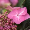 Hydrangea macrophylla ENDLESS SUMMER® POP STAR ® PINK