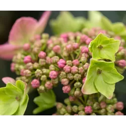Hydrangea macrophylla ENDLESS SUMMER® POP STAR ® PINK