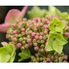 Darželinė hortenzija - Hydrangea macrophylla ENDLESS SUMMER® POP STAR ® PINK