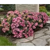Hydrangea macrophylla ENDLESS SUMMER® POP STAR ® PINK