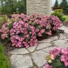 Hydrangea macrophylla ENDLESS SUMMER® POP STAR ® PINK