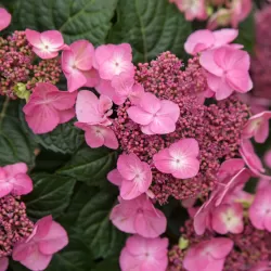Hydrangea macrophylla ENDLESS SUMMER® POP STAR ® PINK