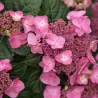 Darželinė hortenzija - Hydrangea macrophylla ENDLESS SUMMER® POP STAR ® PINK