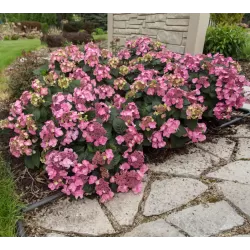 Hydrangea macrophylla ENDLESS SUMMER® POP STAR ® PINK