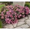 Hydrangea macrophylla ENDLESS SUMMER® POP STAR ® PINK