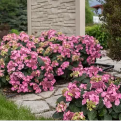 Hydrangea macrophylla ENDLESS SUMMER® POP STAR ® PINK