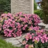 Hydrangea macrophylla ENDLESS SUMMER® POP STAR ® PINK