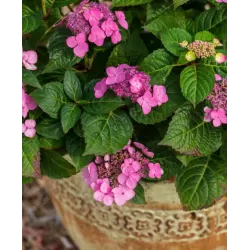 Darželinė hortenzija - Hydrangea macrophylla ENDLESS SUMMER® POP STAR ® PINK