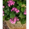 Hydrangea macrophylla ENDLESS SUMMER® POP STAR ® PINK