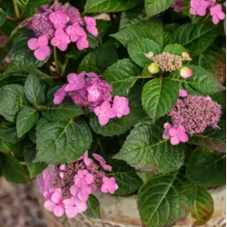 Hydrangea macrophylla ENDLESS SUMMER® POP STAR ® PINK