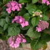 Darželinė hortenzija - Hydrangea macrophylla ENDLESS SUMMER® POP STAR ® PINK