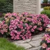 Hydrangea macrophylla ENDLESS SUMMER® POP STAR ® PINK
