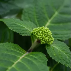 Hydrangea macrophylla ENDLESS SUMMER® POP STAR ® PINK