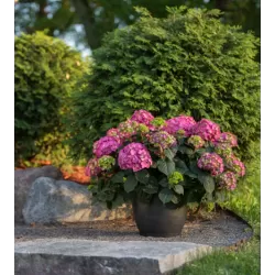 Darželinė hortenzija - Hydrangea macrophylla ENDLESS SUMMER® SUMMER LOVE ® RED