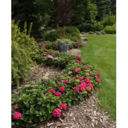 Hydrangea macrophylla ENDLESS SUMMER® SUMMER LOVE ® RED